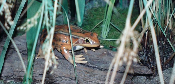 ../Images/011 Der Grasfrosch 11022004.jpg